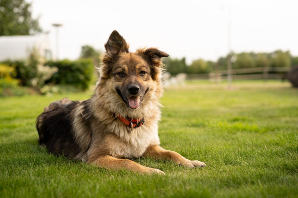 Happy Tails Happy Homes